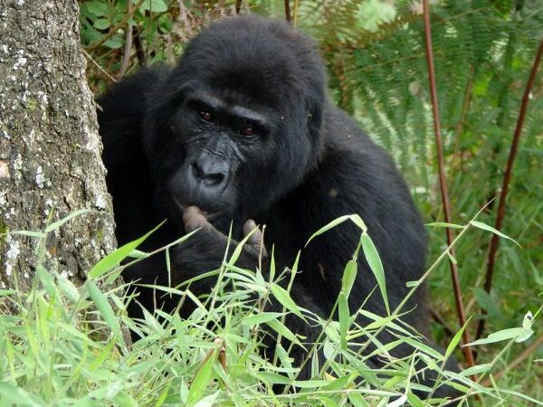 20 Days Rwanda, Uganda, Tanzania & Kenya Combined Safari