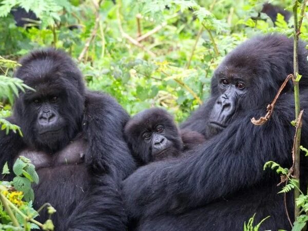3 Days Uganda Gorilla Trekking Safari