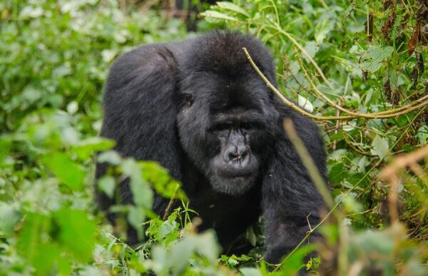  5 Days Uganda Gorilla and Wildlife Safari