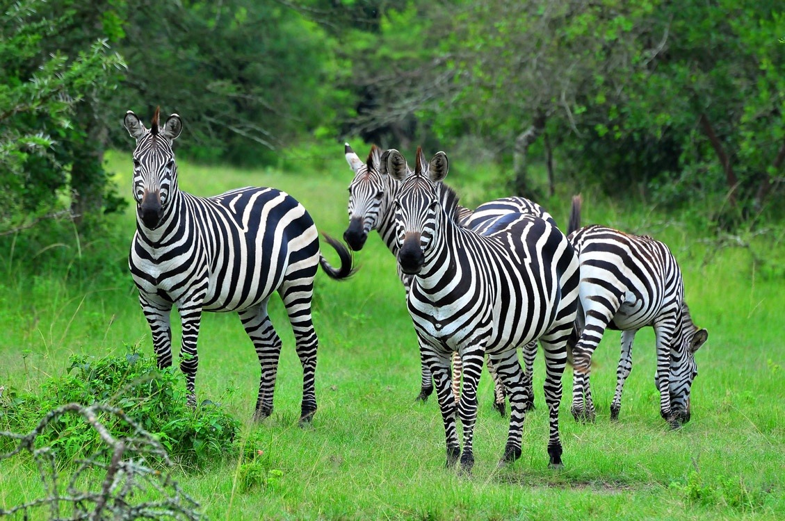 Uganda Safari Parks You Should Consider Visiting In 2026