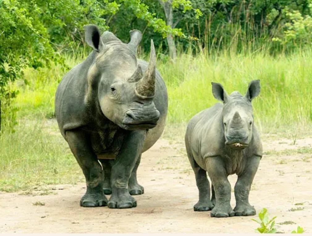 12-Day Best of Rwanda, Uganda, Tanzania, and Zanzibar Wildlife Safari